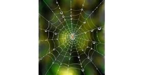 Paukova mreža - autor: pikapy