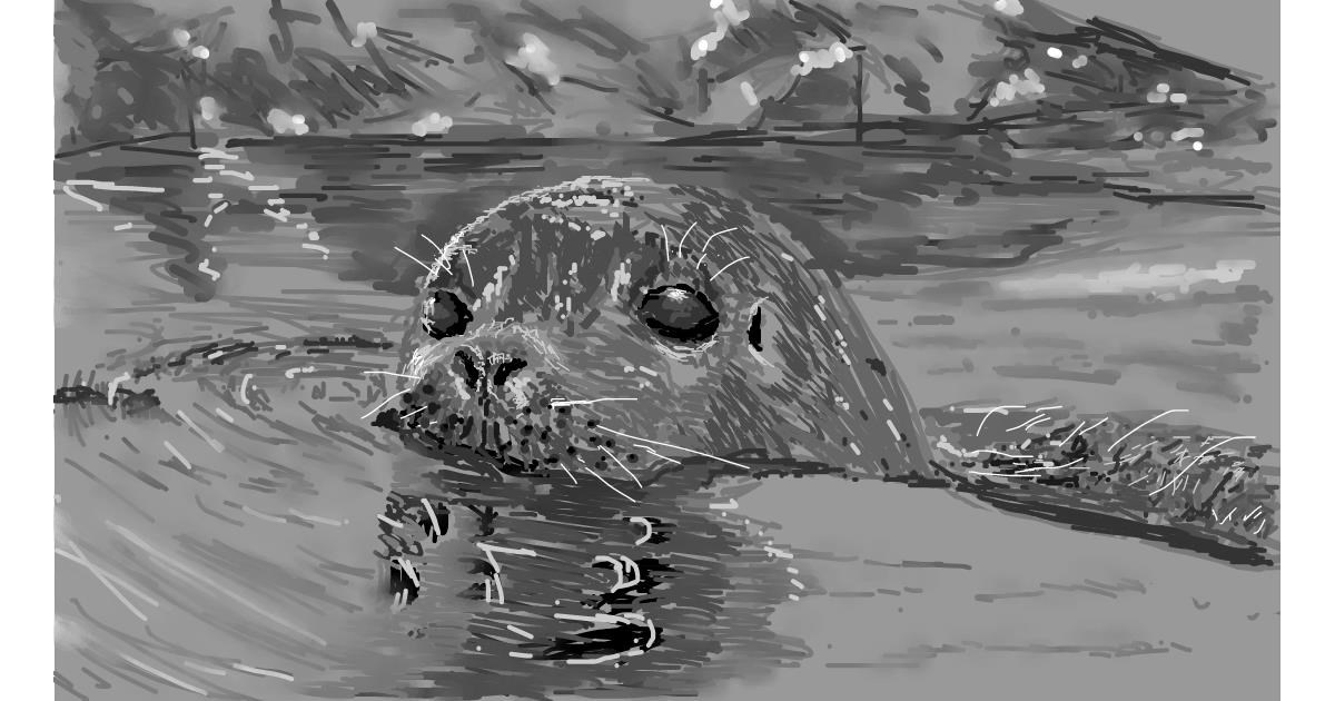 Drawing of Seal by teidolo