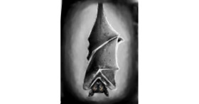 Drawing of Bat by Amy ^^