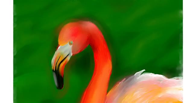 Drawing of Flamingo by Unknown