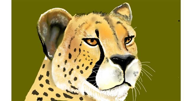 Drawing of Cheetah by Tim