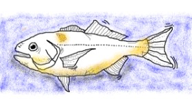 Drawing of Fish by Chloe