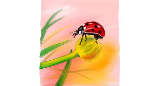 Drawing of Ladybug by Rush