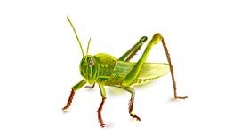 Drawing of Grasshopper by Vinci