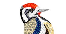 Drawing of Woodpecker by GJP