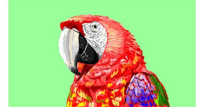 Drawing of Parrot by Sam