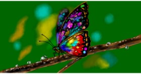 Drawing of Butterfly by Eclat de Lune