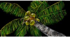 Drawing of Coconut by Eclat de Lune