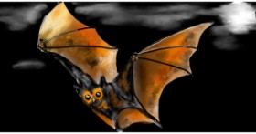 Drawing of Bat by Eclat de Lune