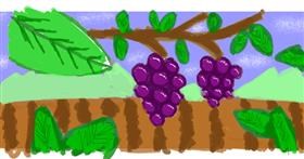 Drawing of Grapes by saRA