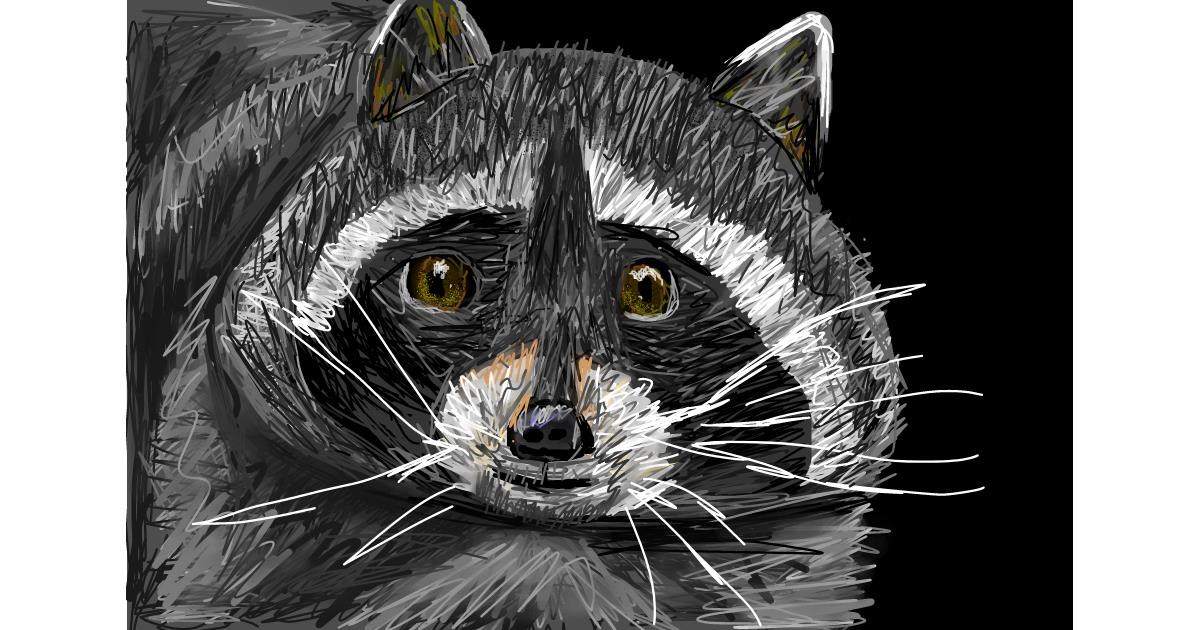 Drawing of Raccoon by Soaring Sunshine