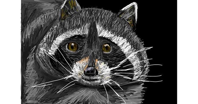 Drawing of Raccoon by Mia