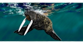 Drawing of Walrus by Çhåching