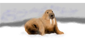 Drawing of Walrus by Gillian