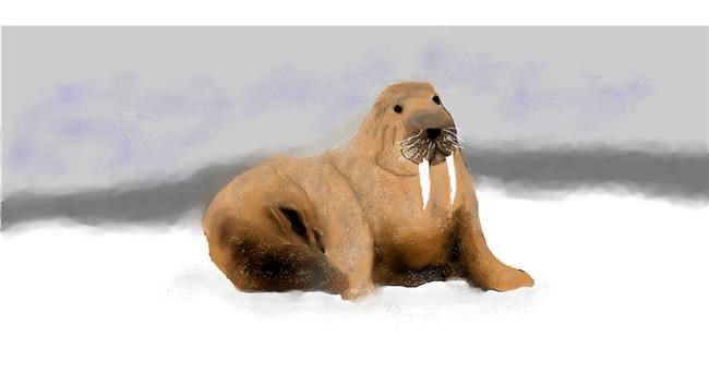 Drawing of Walrus by Gillian