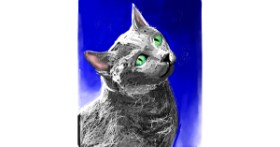 Drawing of Cat by Rose rocket