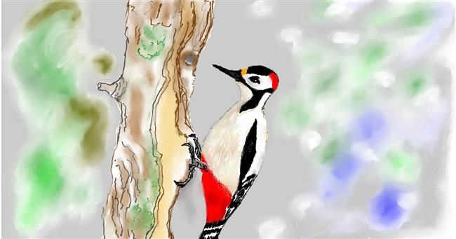 Drawing of Woodpecker by Maggy