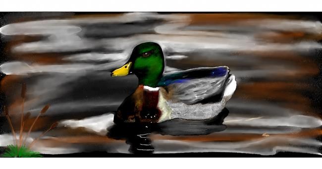 Drawing of Duck by Chaching