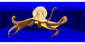 Drawing of Octopus by meebo