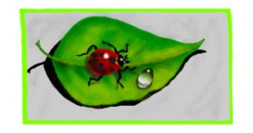 Drawing of Ladybug by DebbyLee