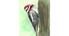 Drawing of Woodpecker by ⋆su⋆vinci彡