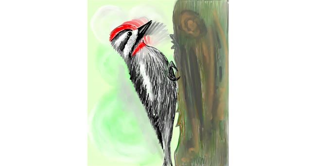 Drawing of Woodpecker by ⋆su⋆vinci彡