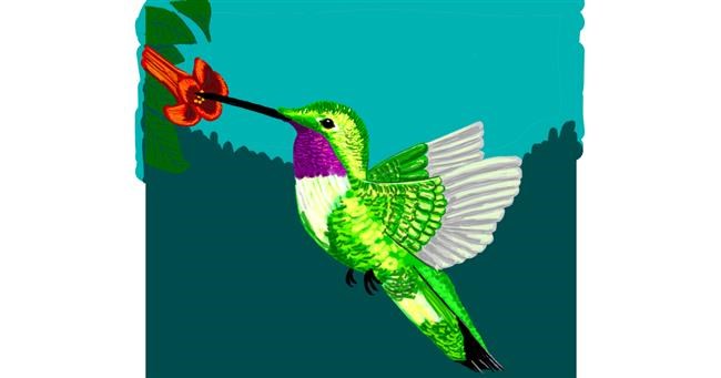 Drawing of Hummingbird by Geo-Pebbles