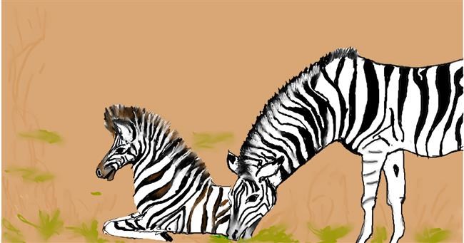 Drawing of Zebra by Maggy