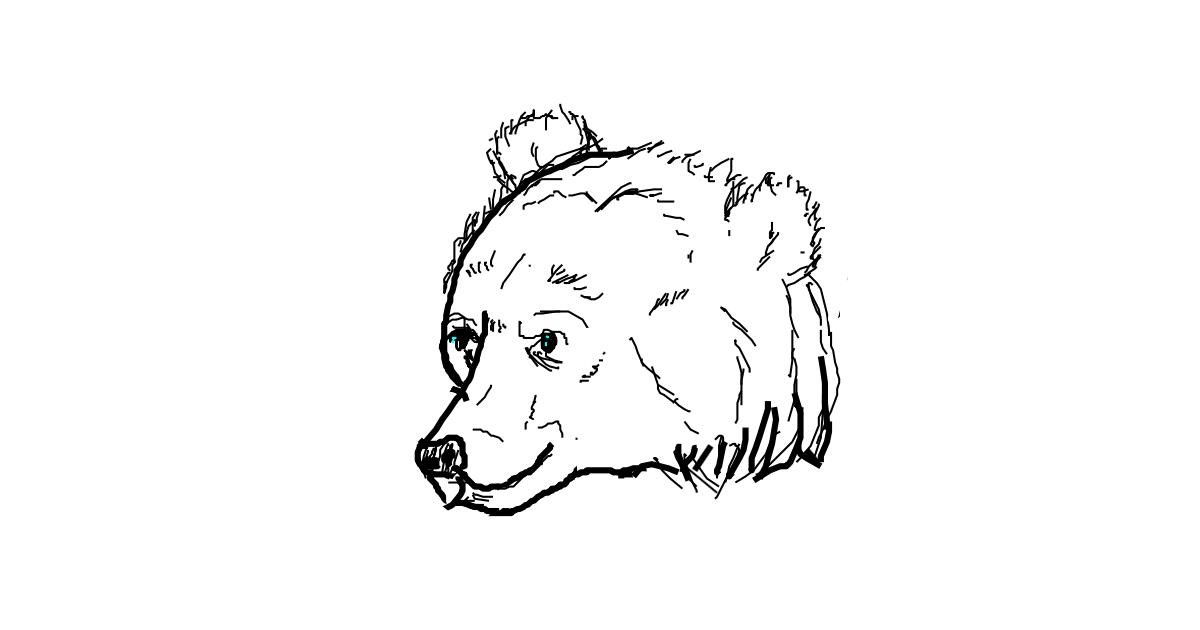 Drawing of Bear by Anonymous