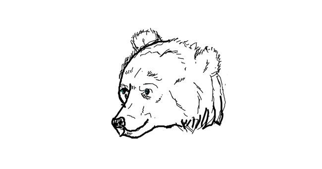 Drawing of Bear by Anonymous