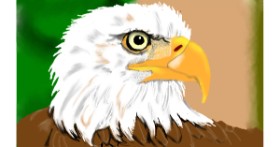 Drawing of Eagle by Tim