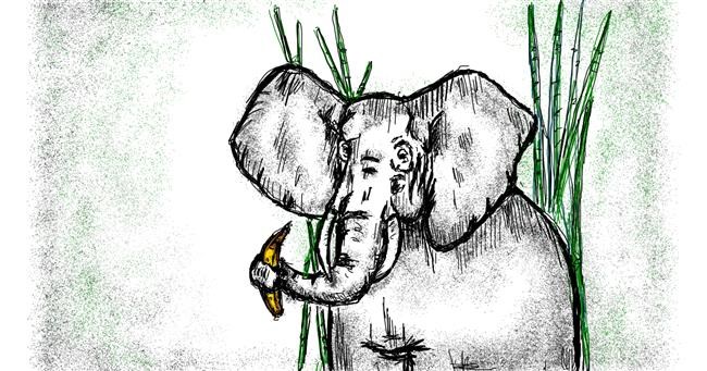 Drawing of Elephant by Babyone