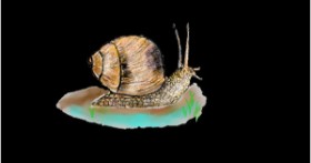 Drawing of Snail by Andy