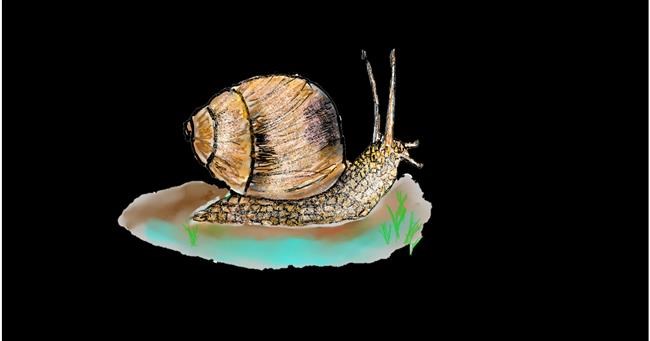 Drawing of Snail by Andy