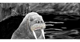Drawing of Walrus by Çhåching