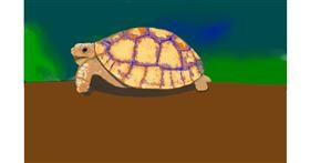 Drawing of Tortoise by Niny