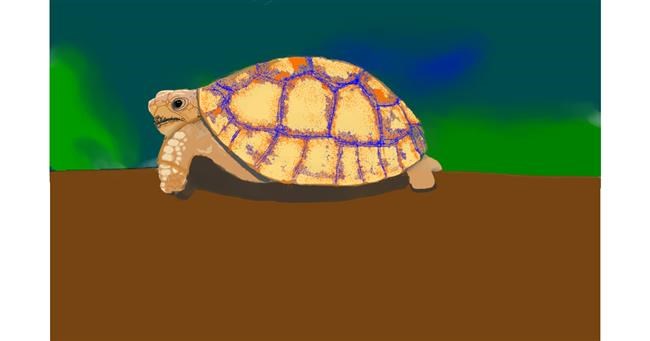 Drawing of Tortoise by Niny