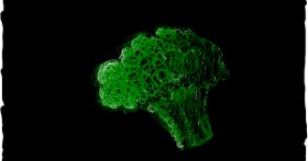 Drawing of Broccoli by fizhii