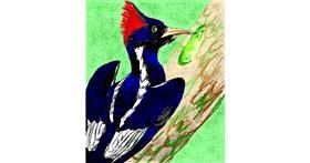 Drawing of Woodpecker by Lala