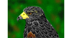 Drawing of Bird by Kaddy