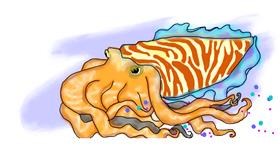 Drawing of Cuttlefish by Debidolittle