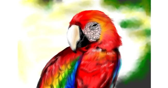 Drawing of Parrot by RadiouChka🍉