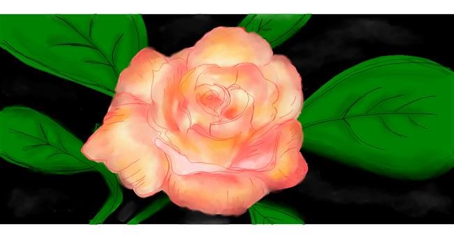 Drawing of Rose by Robin