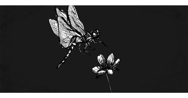 Drawing of Dragonfly by andy