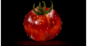 Drawing of Tomato by Eclat de Lune