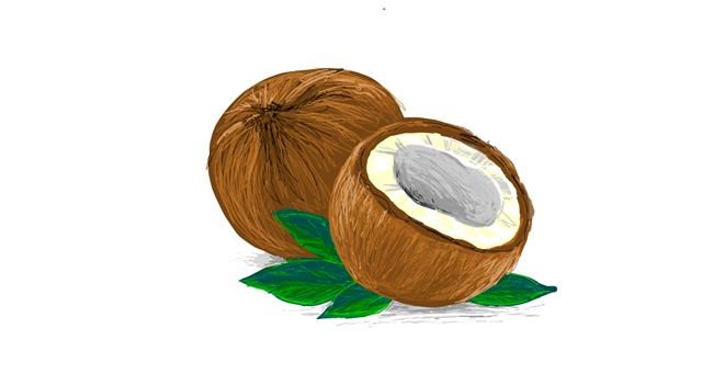 Drawing of Coconut by Scott