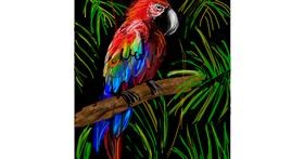 Drawing of Parrot by KayXXXlee