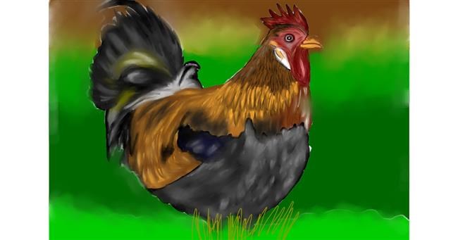 Drawing of Chicken by Jan