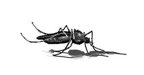 Drawing of Mosquito by FISH