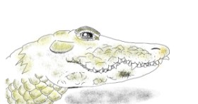 Drawing of Alligator by Tiny🍒